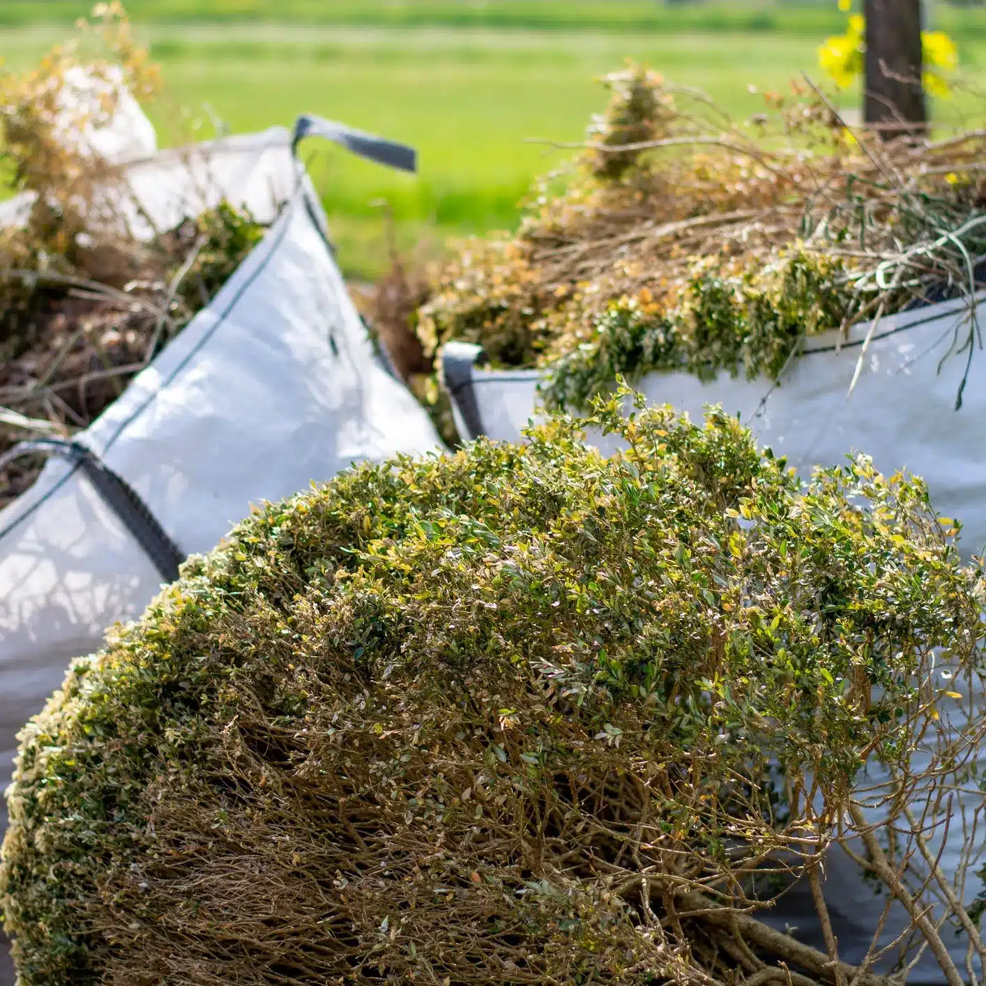 Yard waste in bags